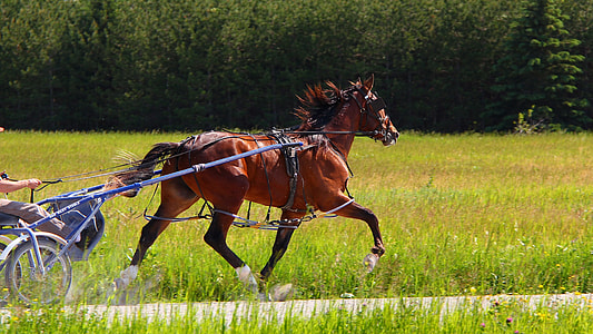 brow horse pulling cart on road thumbnail
