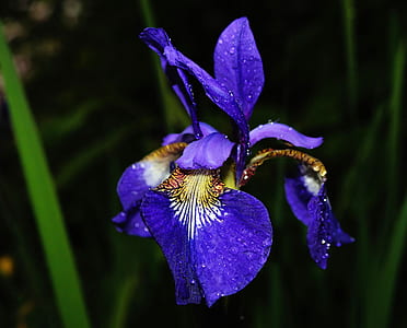 selective focus photography purple iris flower in bloom thumbnail