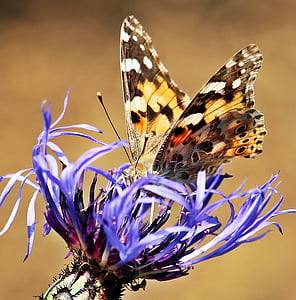 tortoiseshell butterfly on purple petaled flower thumbnail
