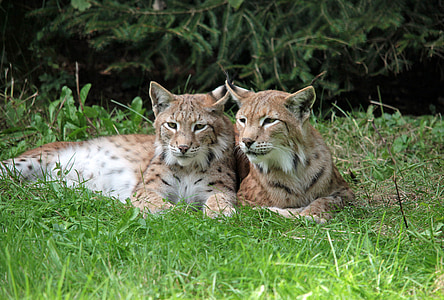 two brown lynx photo thumbnail