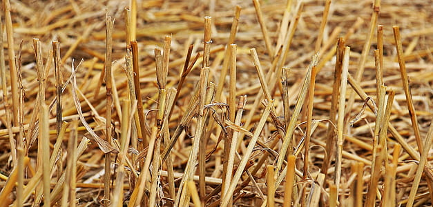 close-up photography of brown stick thumbnail