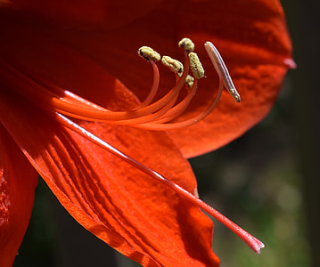 Amaryllis Stamens And Pistil, Azalea thumbnail