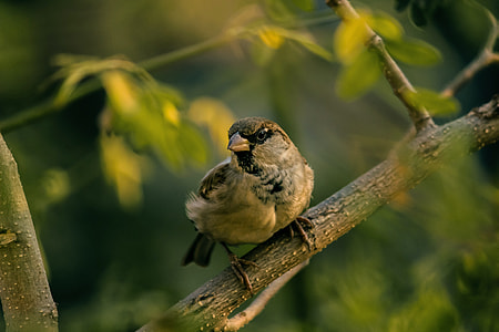 selective-focus photography of brown and black bird thumbnail
