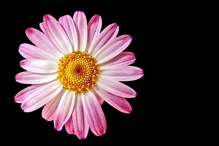 selective focus photography of pink Gerbera flower thumbnail