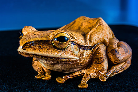 brown frog thumbnail