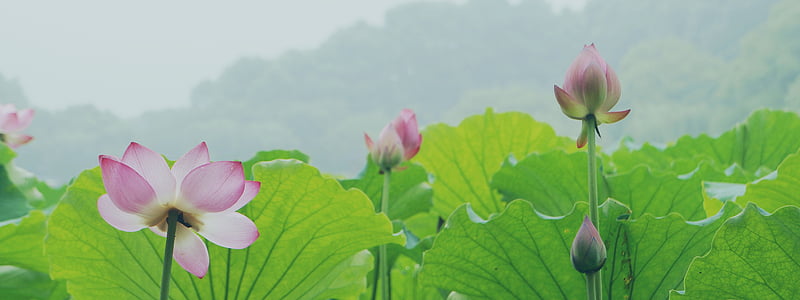 pink lotus flowers closeup photograhy thumbnail