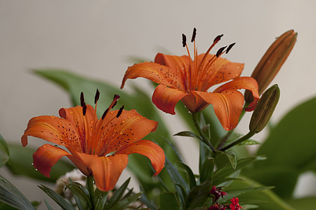 selective focus photography of red gaylily flower thumbnail
