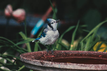 selective focus photography of gray bird on brown flower pot thumbnail