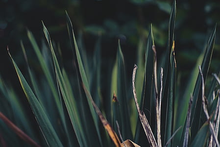 green leafed plant shallow focus photography thumbnail