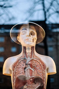 human anatomy manikin thumbnail