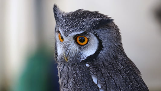 photography gray owl thumbnail