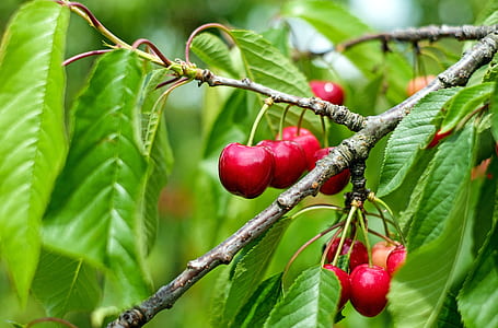 cherry tree thumbnail