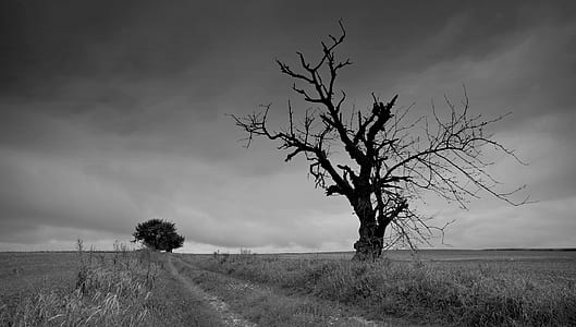 grayscale photo of tree thumbnail