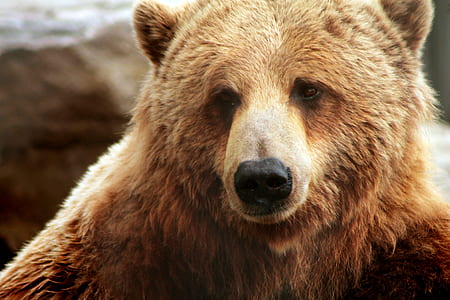 closeup photo of brown bear thumbnail