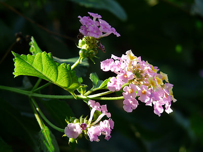 Lantana, Lantana Camara thumbnail