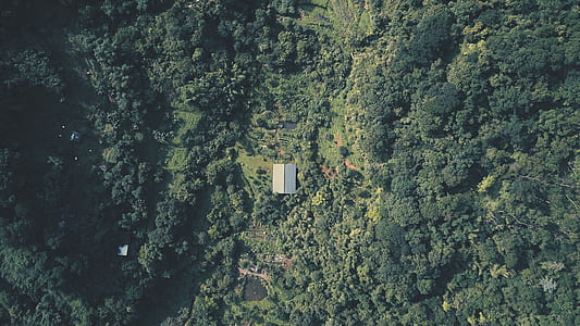 aerial photography of building in middle of forest thumbnail