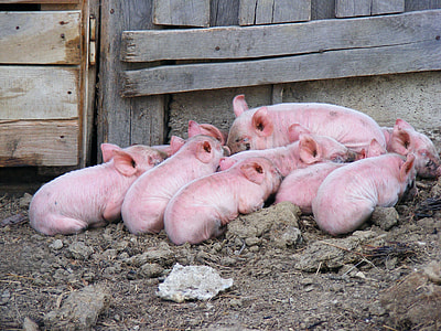 herd of piglets sleeping on soil thumbnail