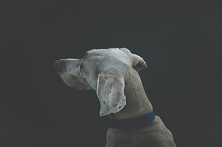 adult grey weimaraner thumbnail