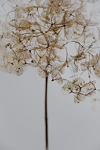 brown petaled flowers thumbnail