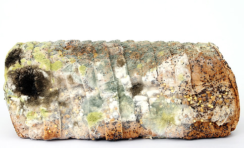 mold bread thumbnail