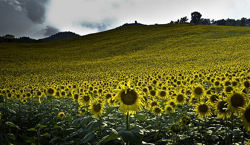 field of sunflower thumbnail