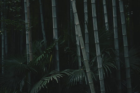 green bamboo trees thumbnail