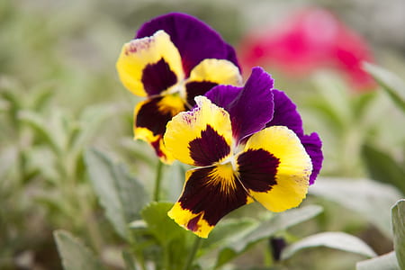 Selective Focus Photography of Yellow and Purple Petaled Flowers thumbnail