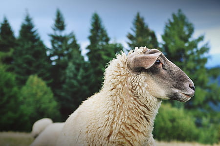 selective focus photography of brown sheep thumbnail