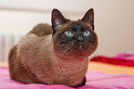 brown and black cat lying on pink textile thumbnail