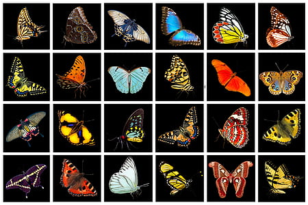 assorted moth and butterfly collage illustration thumbnail
