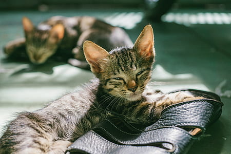Gray Coated Cat on Black Leather Sandals thumbnail