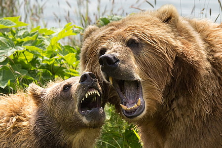 two brown bears roaring near green trees during daytime thumbnail