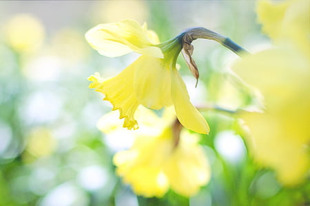 shallow focus photography of yellow flower thumbnail