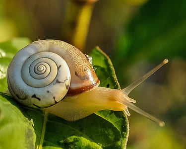 macro photography of snail on leaf thumbnail