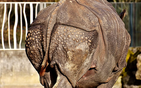 brown rhino on cage thumbnail