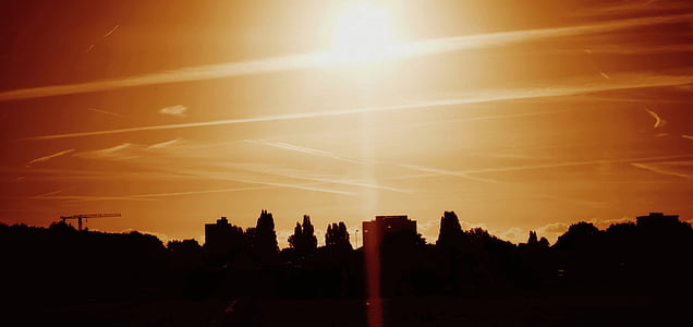 trees on sunset thumbnail