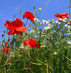 shallow focus photography of red, white, and yellow flowers thumbnail