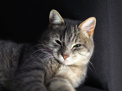 closeup photography of gray tabby cat thumbnail