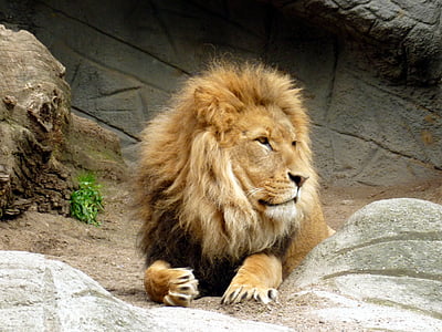 brown lion lying on ground thumbnail