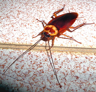 Cockroach in Thailand thumbnail