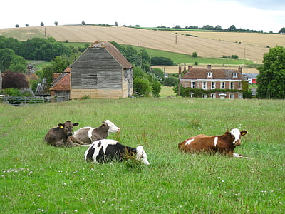 black-white-and-brown cattles thumbnail