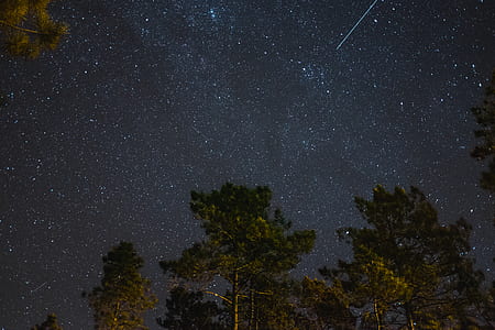 low angle photography of trees under starry night thumbnail