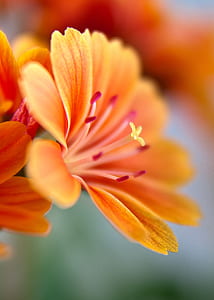 selective focus photography of orange flower thumbnail