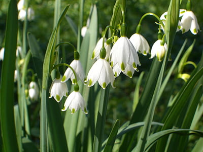 shallow focus photo of white flowers thumbnail