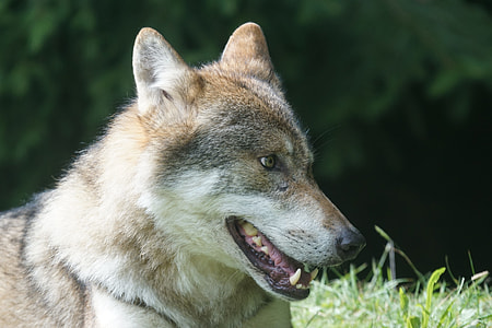 brown wolf lying on ground thumbnail