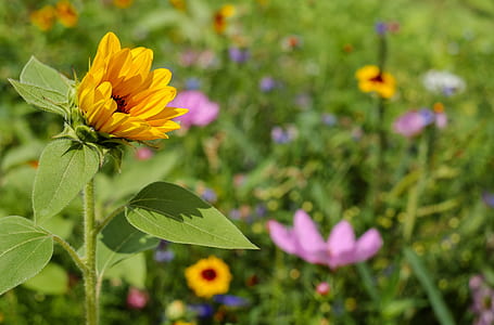 selective focus of yellow petaled flower thumbnail