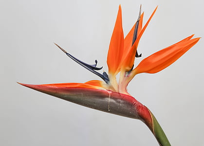 orange leafed plant thumbnail