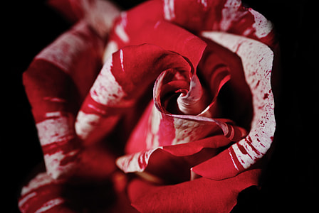close-up photography of red rose flower thumbnail