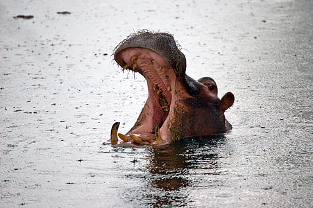 growling hippo thumbnail