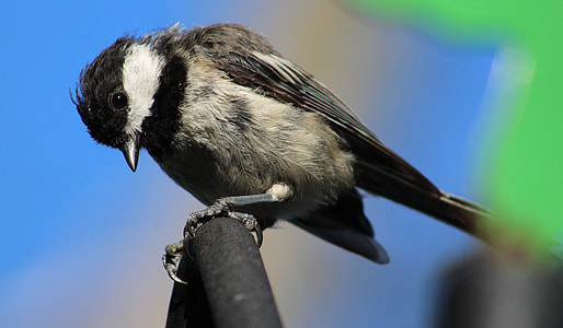 Bird, Black And White Bird thumbnail